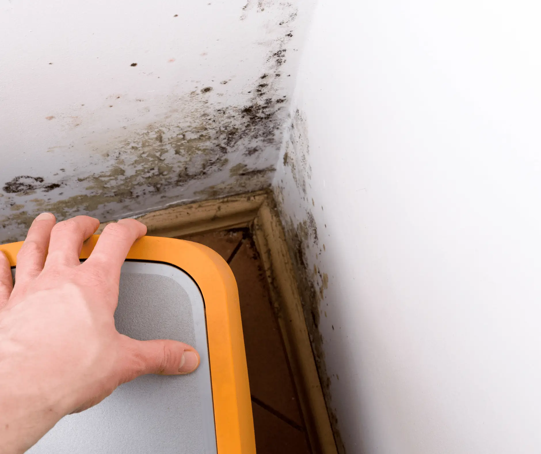 black mold behind a mattress