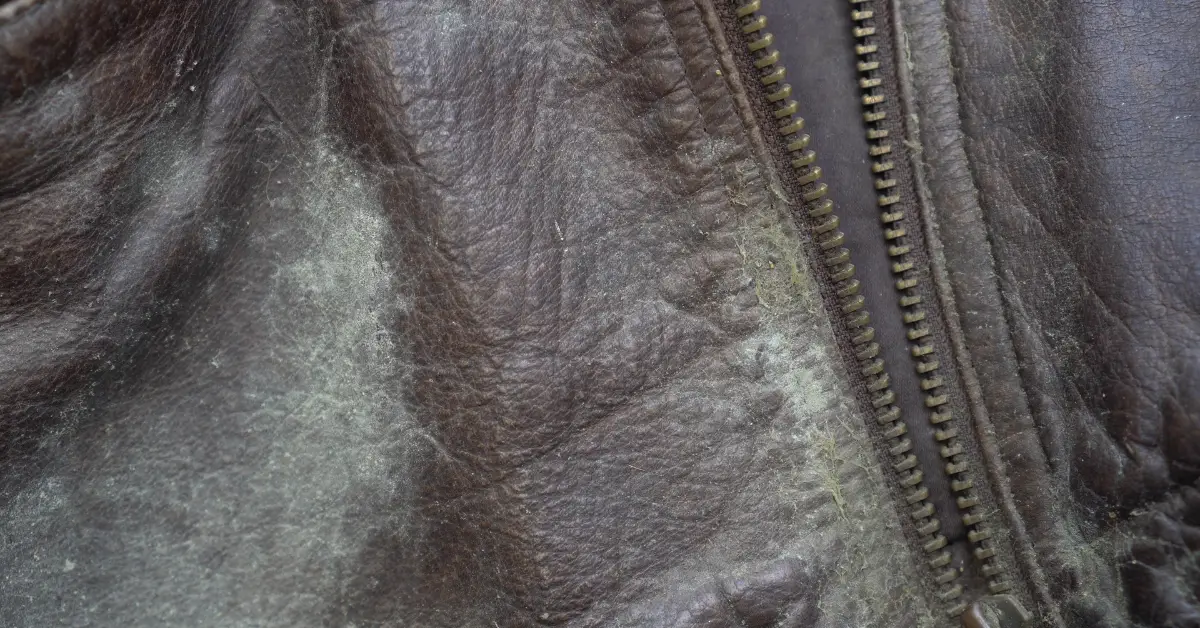 what does a black mold spore on leather look like