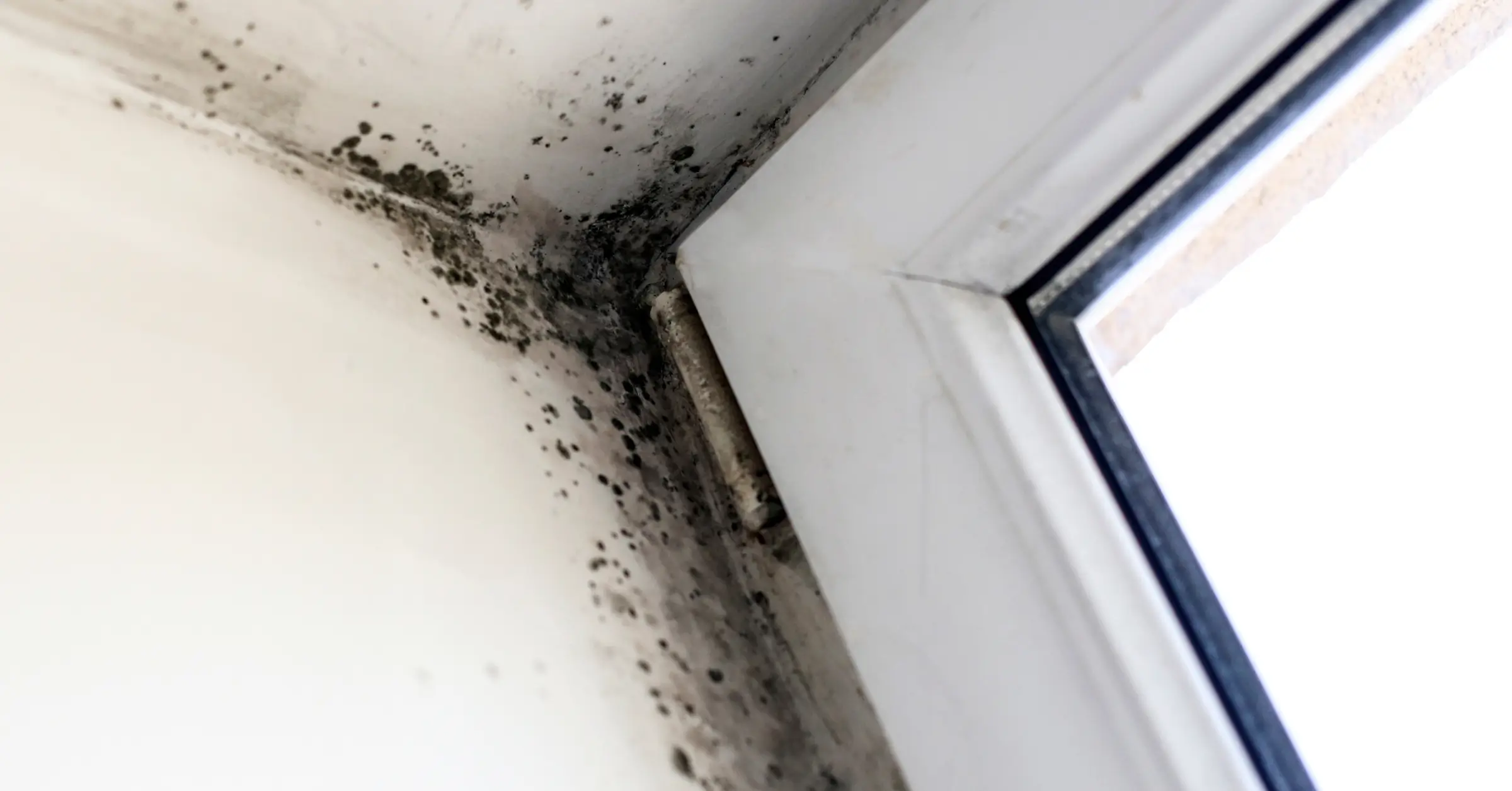 can black mold grow on metal