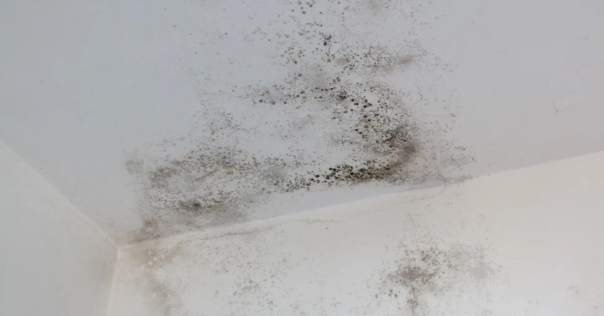 Does Black Mold Have a Smell? 5 Warning Signs You Can't Ignore