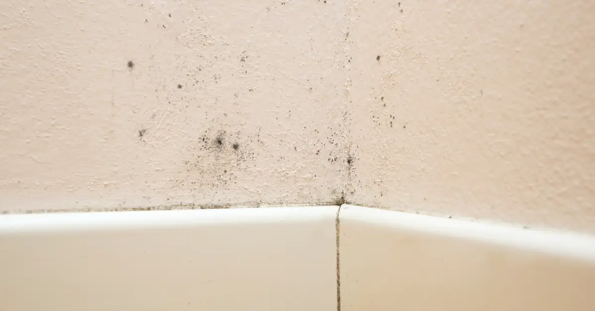 how to remove mold from siding