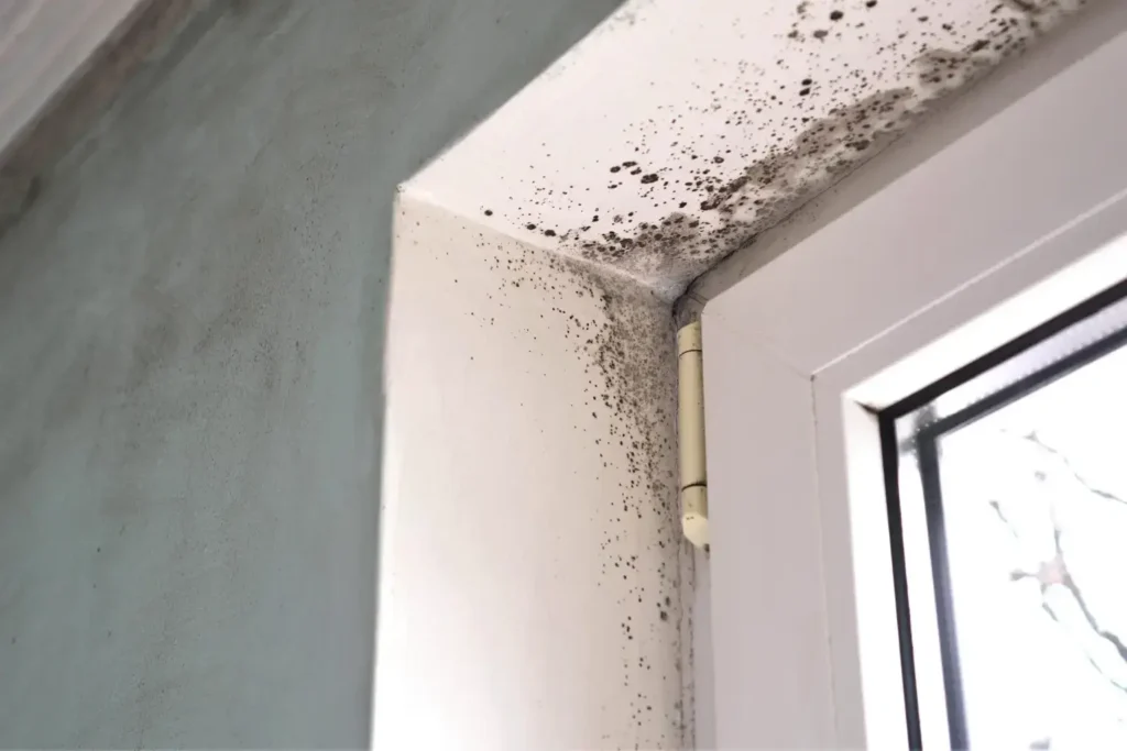 mold removal in san diego