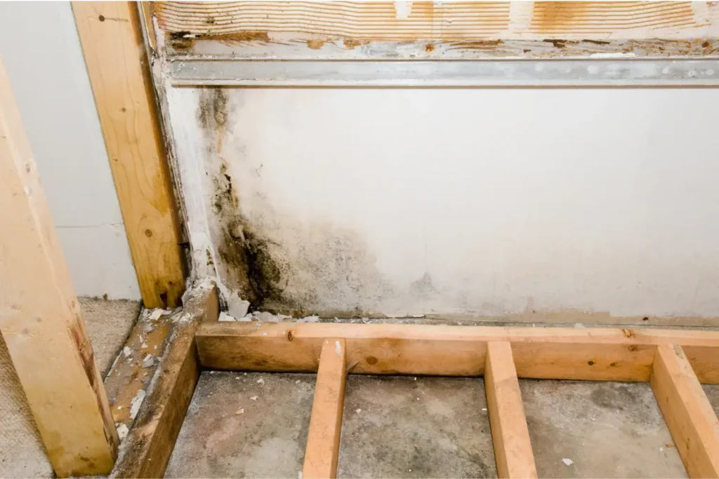 basement mold removal in san diego