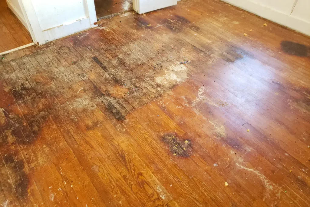 basement water damage restoration in san diego