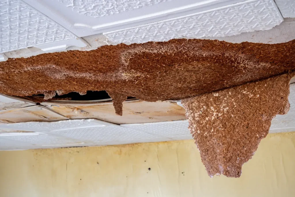 ceiling water damage repair in san diego