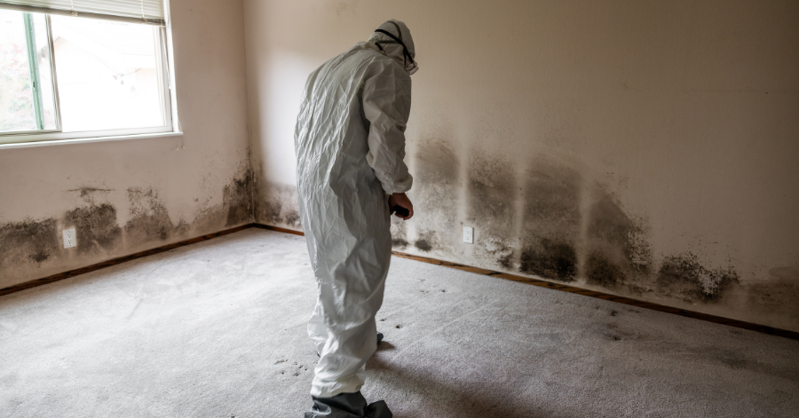 mold remediation in spring valley