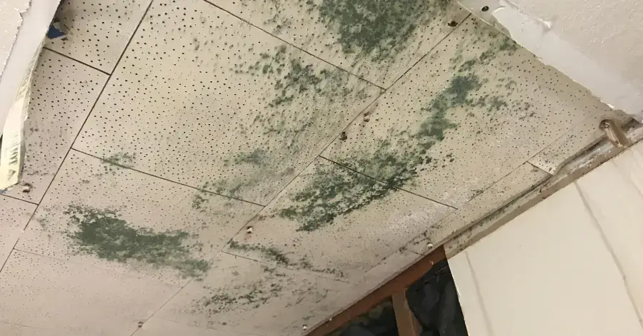 mold remediation in la jolla
