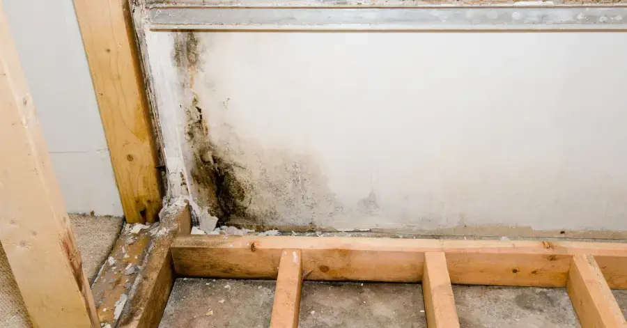 mold remediation in ramona