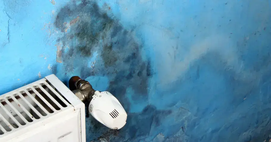 mold remediation in del mar