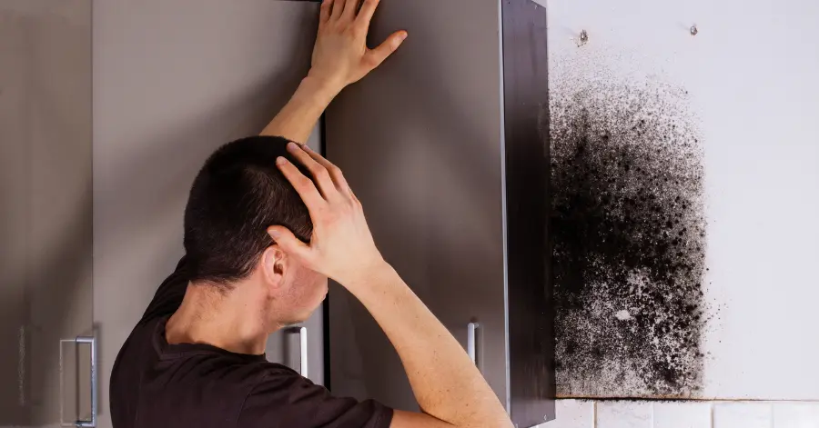 black mold removal in san diego