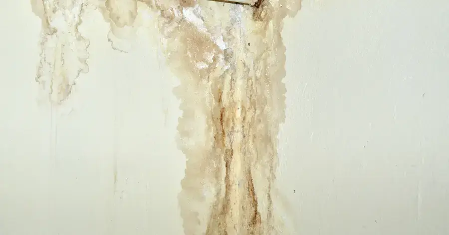 mold remediation in normal heights