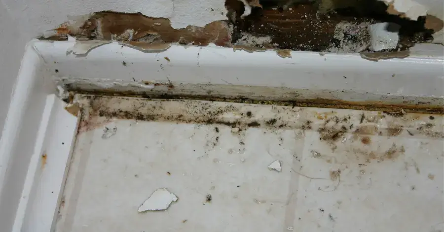 mold remediation in old town