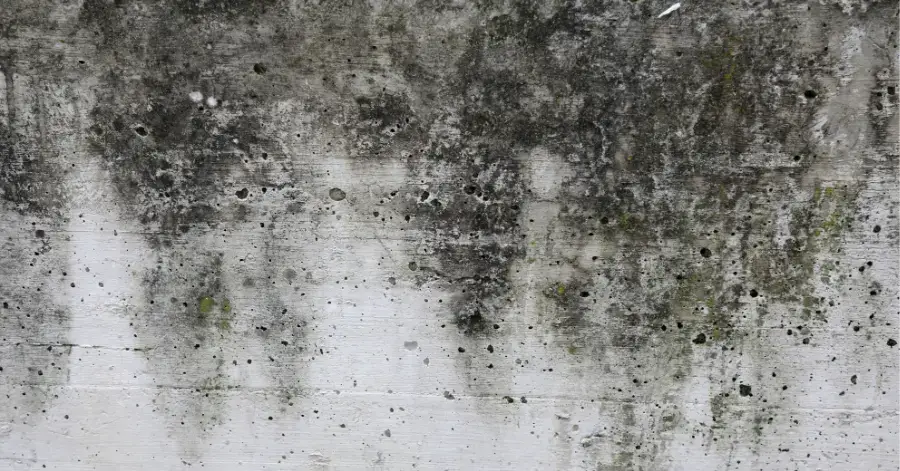 mold remediation in national city