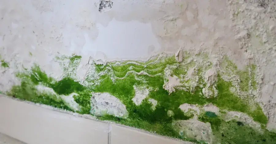 mold remediation in poway