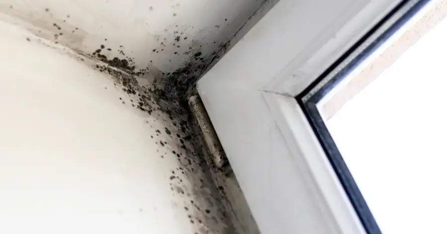 mold remediation in mission hills