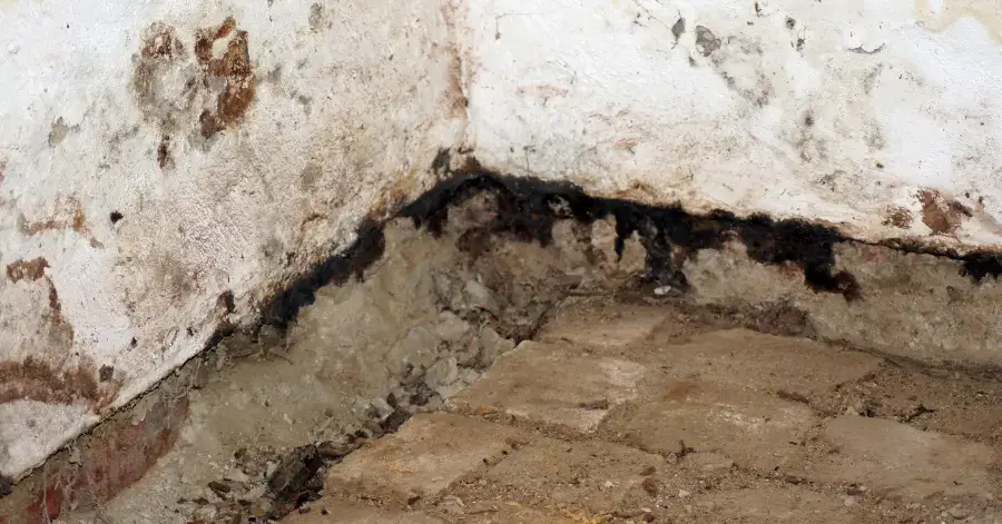 mold remediation in carlsbad