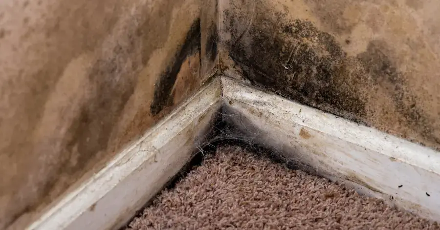 mold remediation in mira mesa