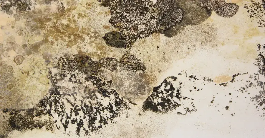 mold remediation in encinitas