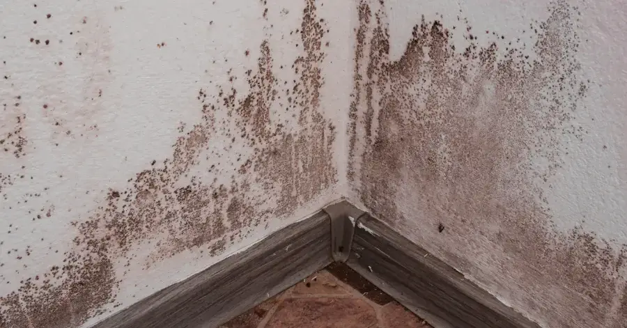 mold remediation in logan heights