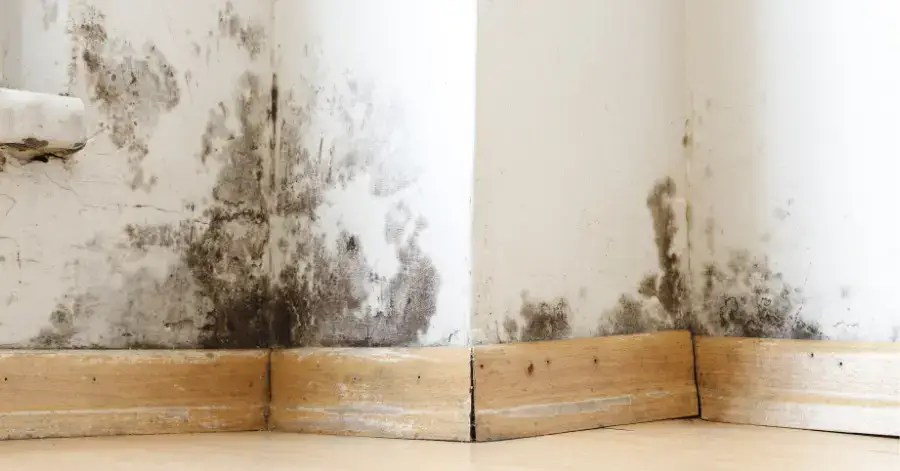 mold remediation in lemon grove