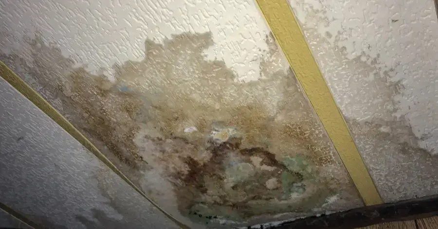 mold remediation in jamul