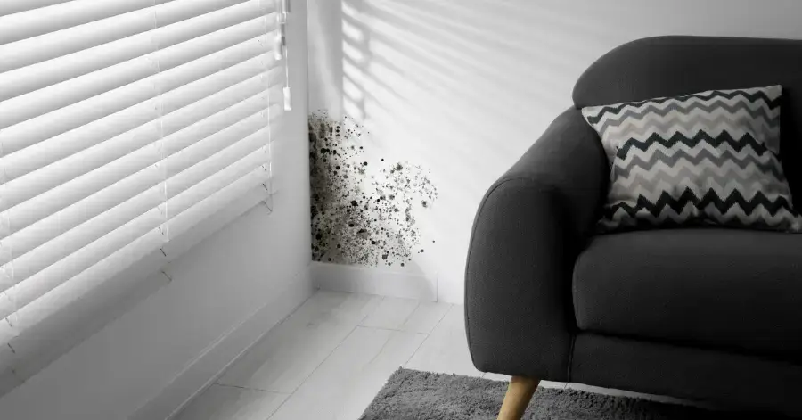 mold remediation in escondido