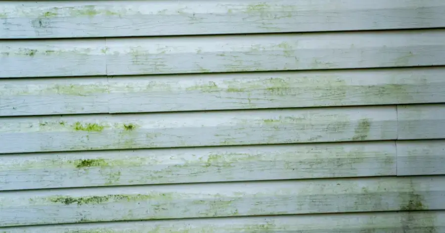 mold remediation in fallbrook