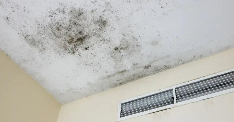 mold remediation in sorrento valley