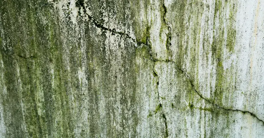 mold remediation in cardiff by the sea