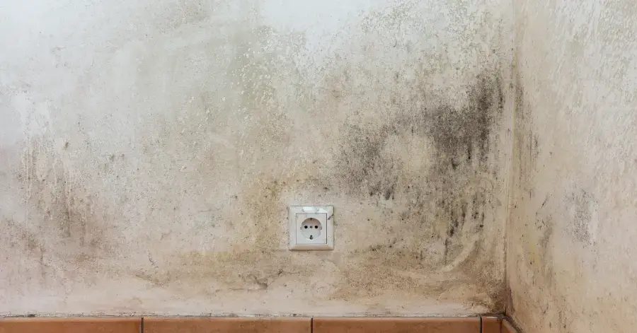 mold remediation in bonita