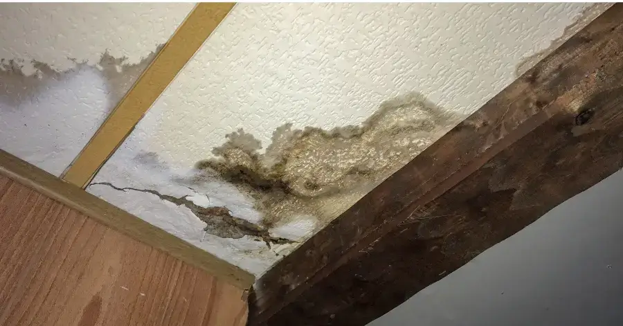 mold remediation in san ysidro