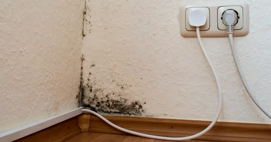 mold remediation in bay park