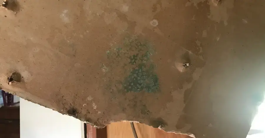 mold remediation in point loma