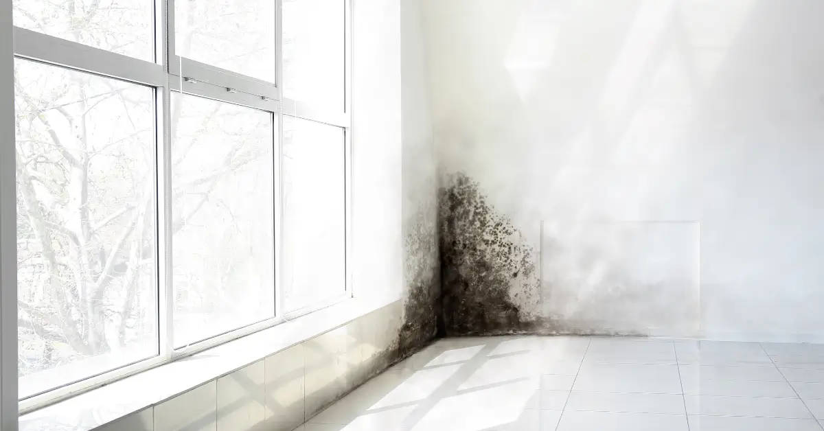 How Fast Does Mold Grow