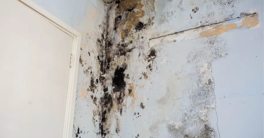 mold remediation in solana beach